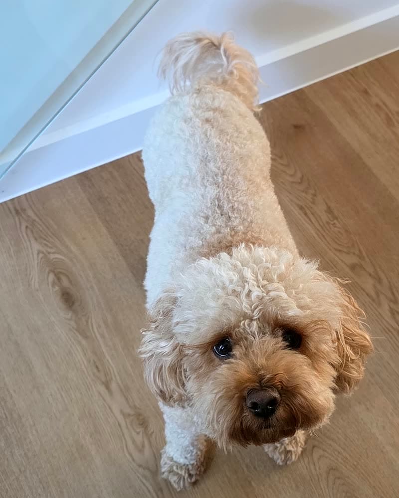 Hugo — Home comforts