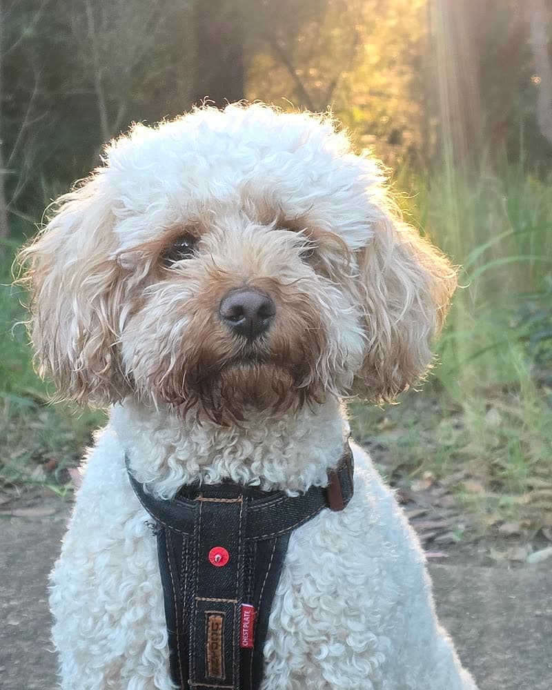 Hugo — Golden-hour walks
